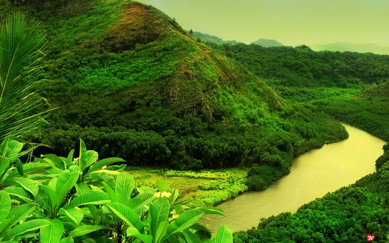 River Winding Through Jungle — Green, Serene