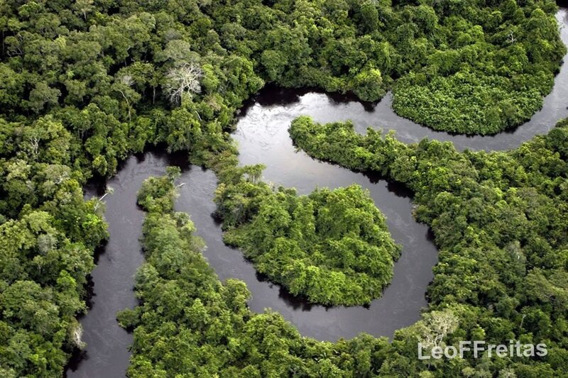 River winding through rainforest