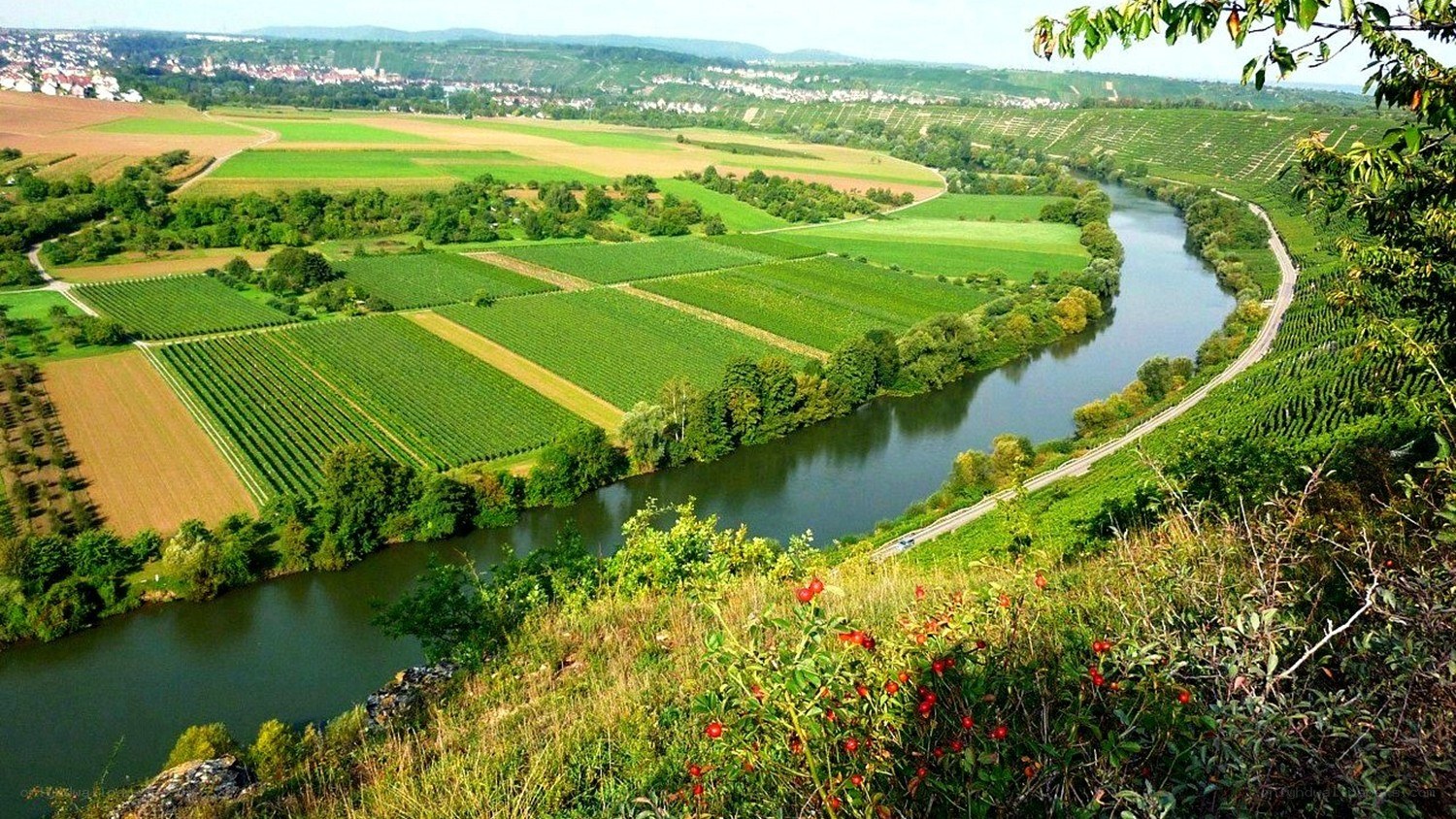 River winding through vineyards