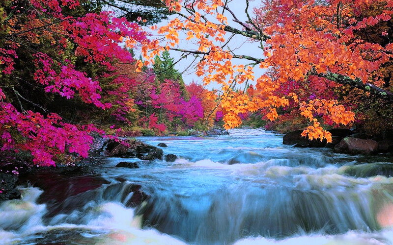 River with Autumn Foliage — Orange