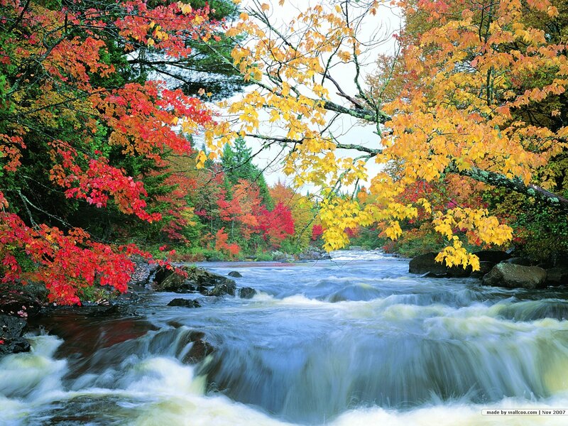 River with Autumn Foliage — Red, Serene