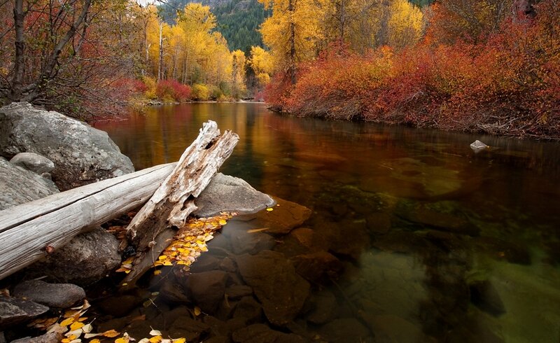 River with Autumn Foliage — Yellow