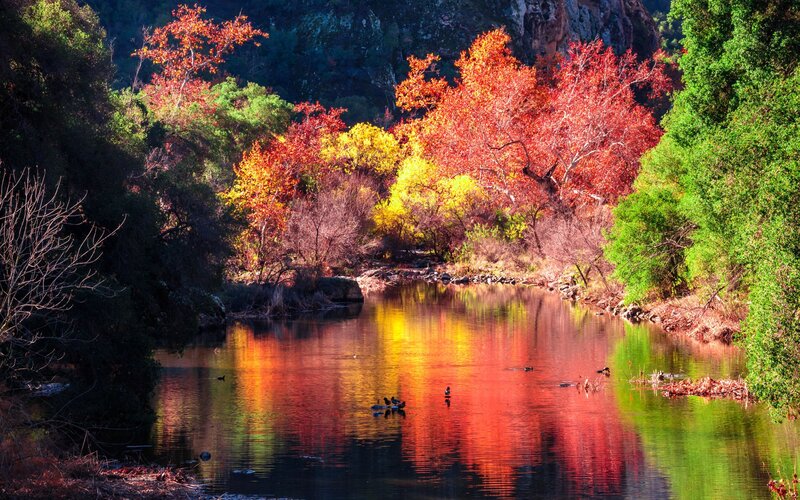 River with Autumn Trees — Red, Serene, Photograph, Ducks