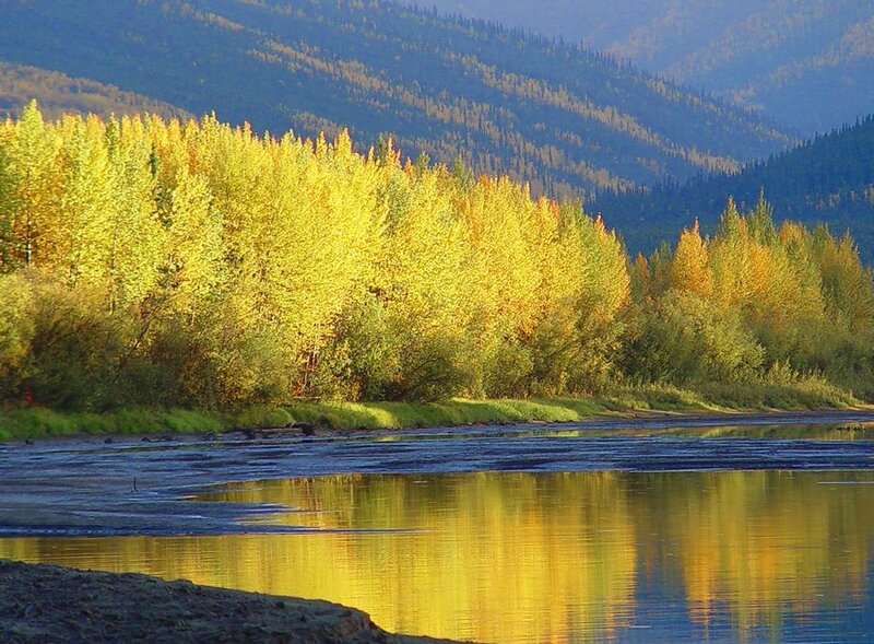 River with Autumn Trees — Yellow