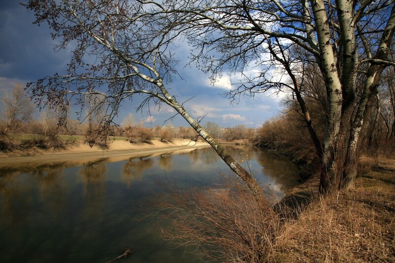 River with Bare Trees — Brown