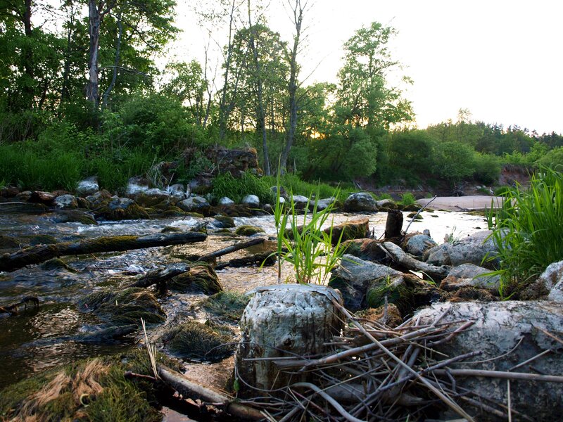 River with Beaver Dam