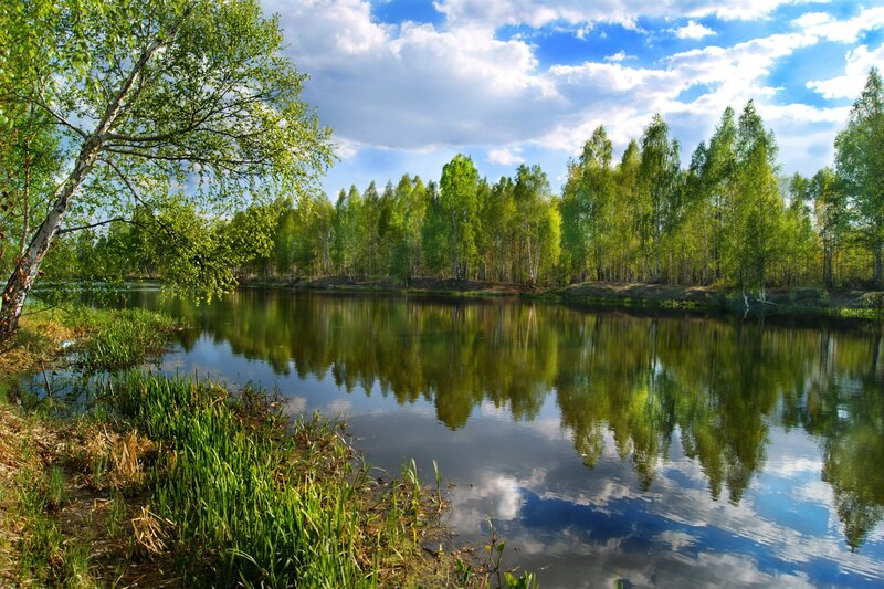 River with Birch Trees — Green, Serene