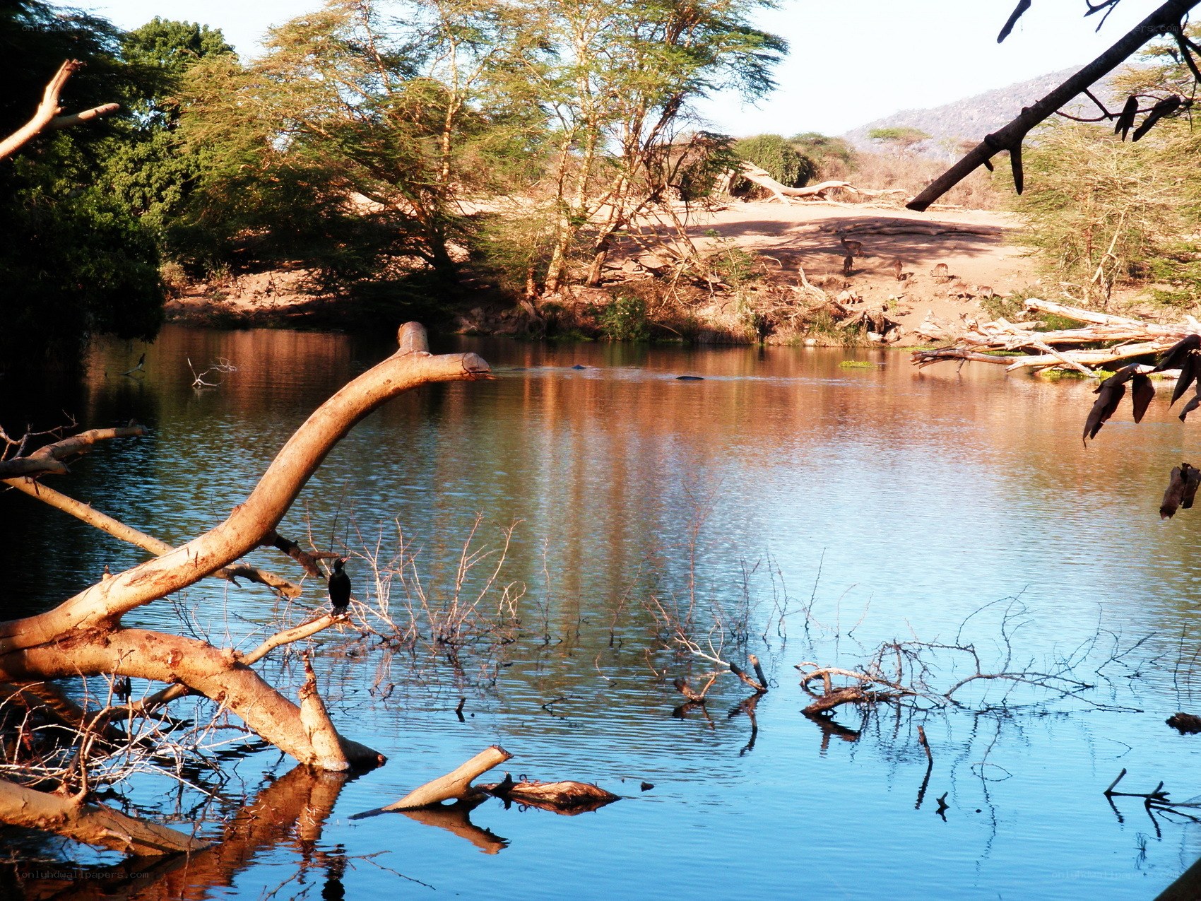 River with birds and trees