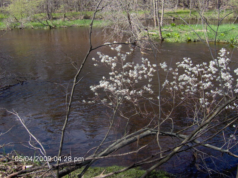 River with blooming branches