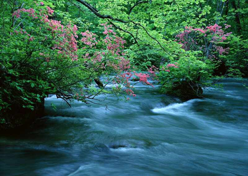 River with Blooming Trees — Green