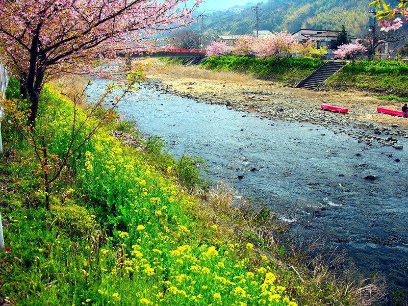 River with Cherry Blossoms — Green