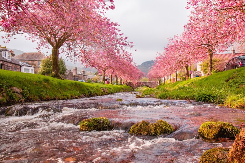 River with Cherry Trees — Pink