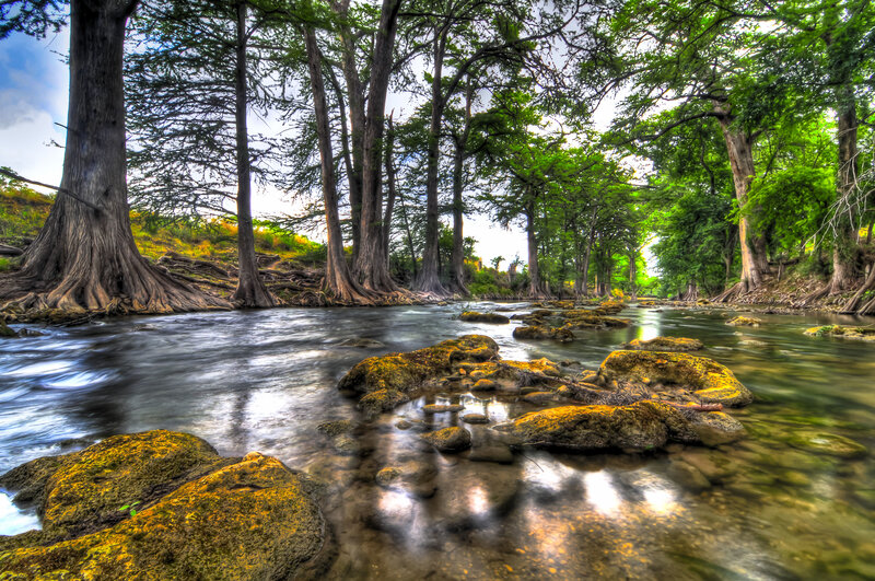 River with Cypress Trees — Green