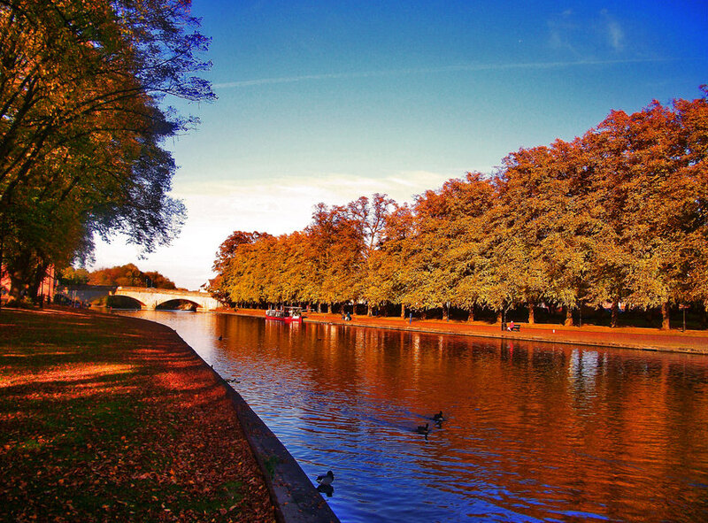 River with Ducks and Trees