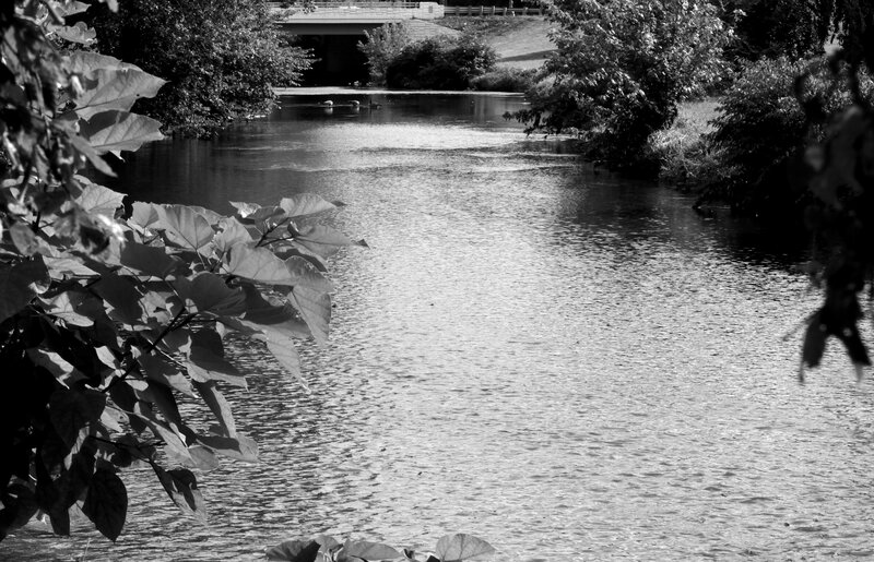 River with Ducks — Black