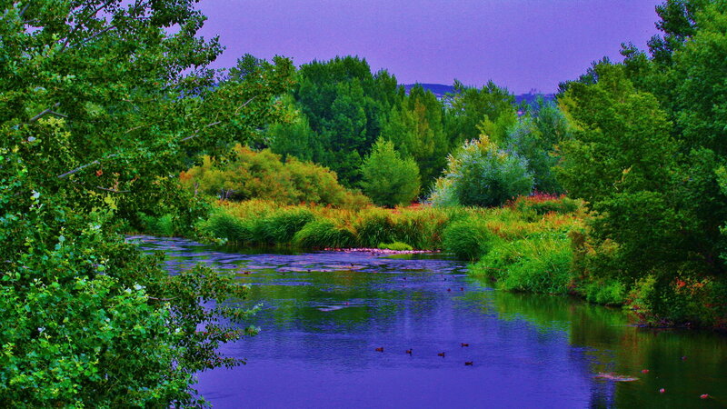 River with Ducks — Green