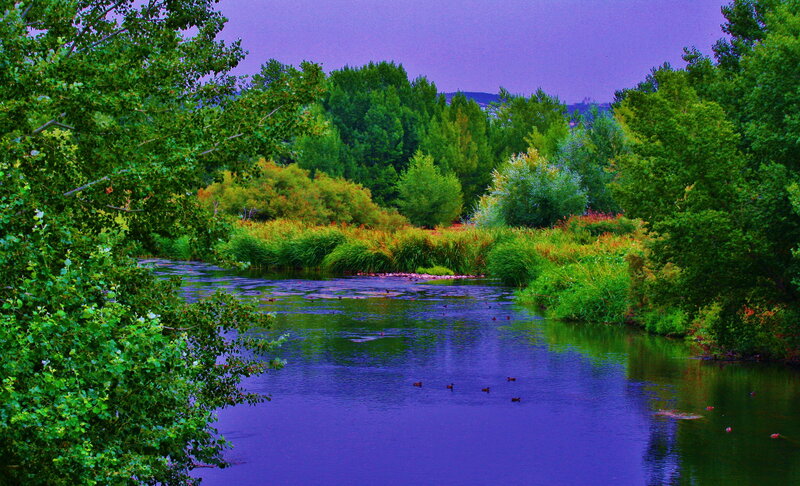 River with Ducks — Purple