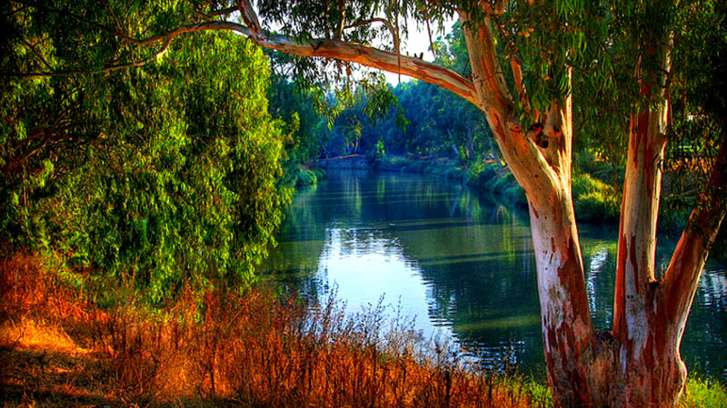 River with Eucalyptus Trees — Green