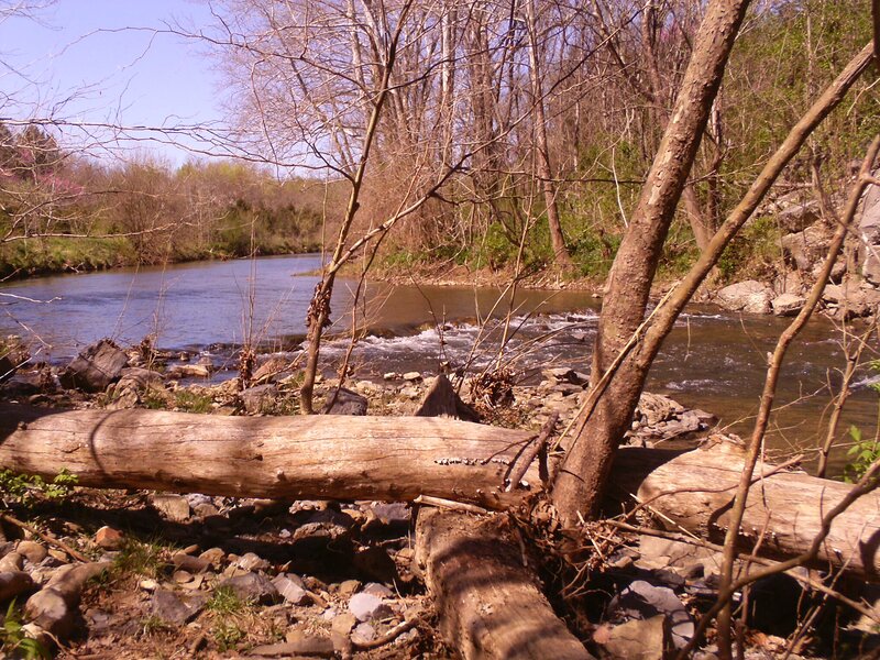 River with Fallen Logs — Brown