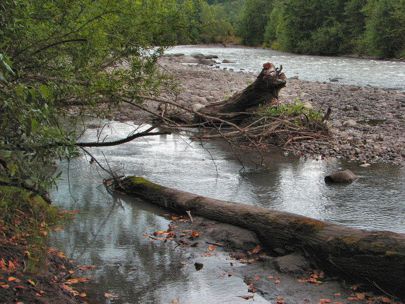 River with Fallen Logs