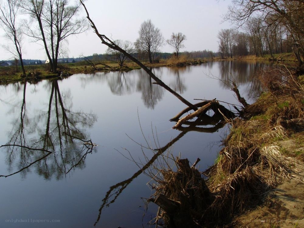 River with fallen tree