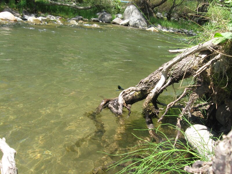river with fallen tree