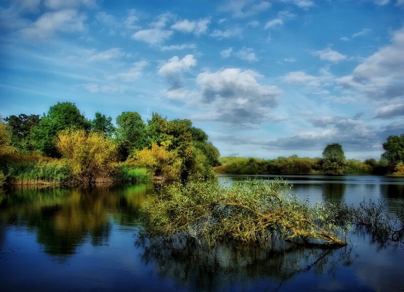 River with Fallen Tree — Blue