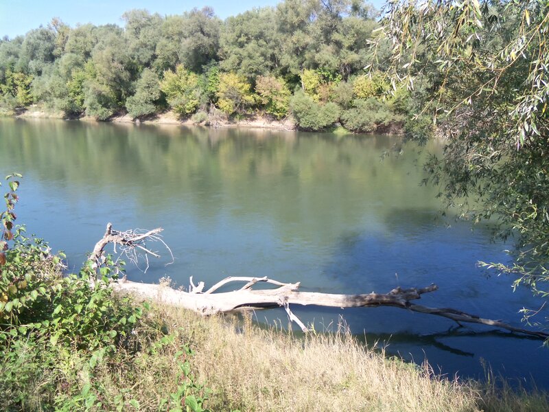 River with Fallen Tree — Green