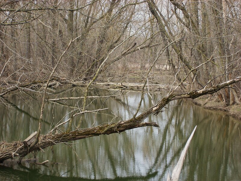 River with fallen trees