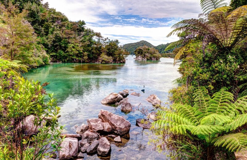 River with Ferns and Rocks