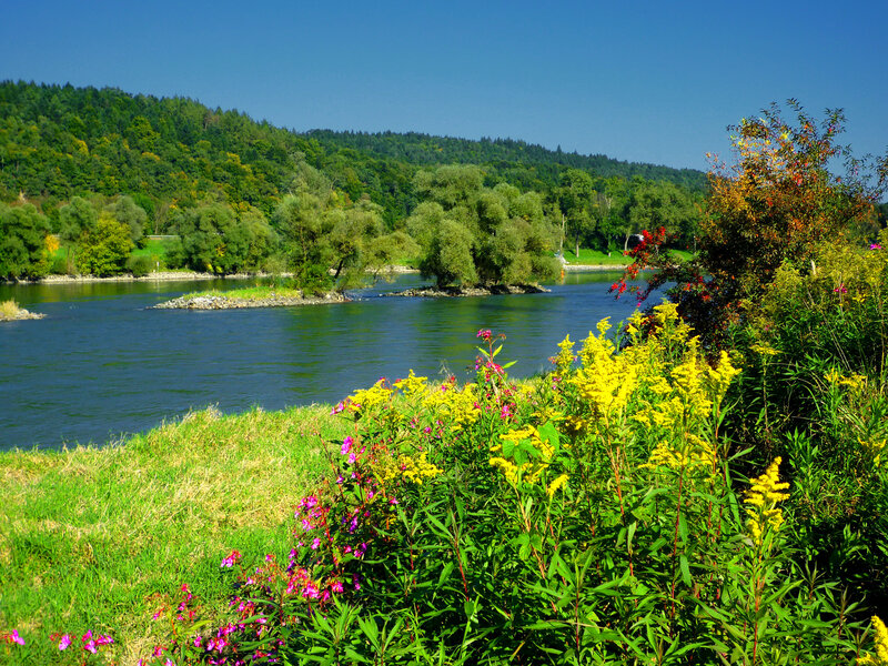 River with Flowers — Green, Serene, Summer
