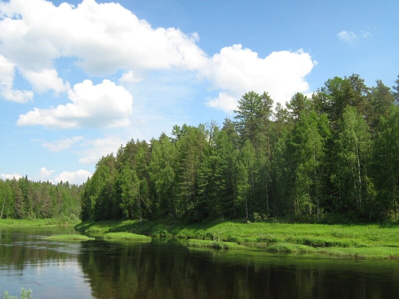 River with Forest Bank