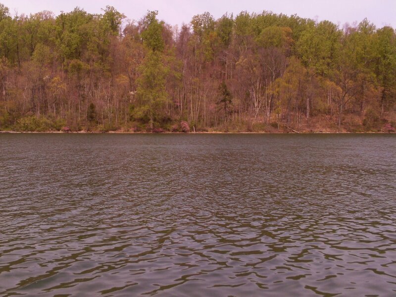 River with Forested Bank