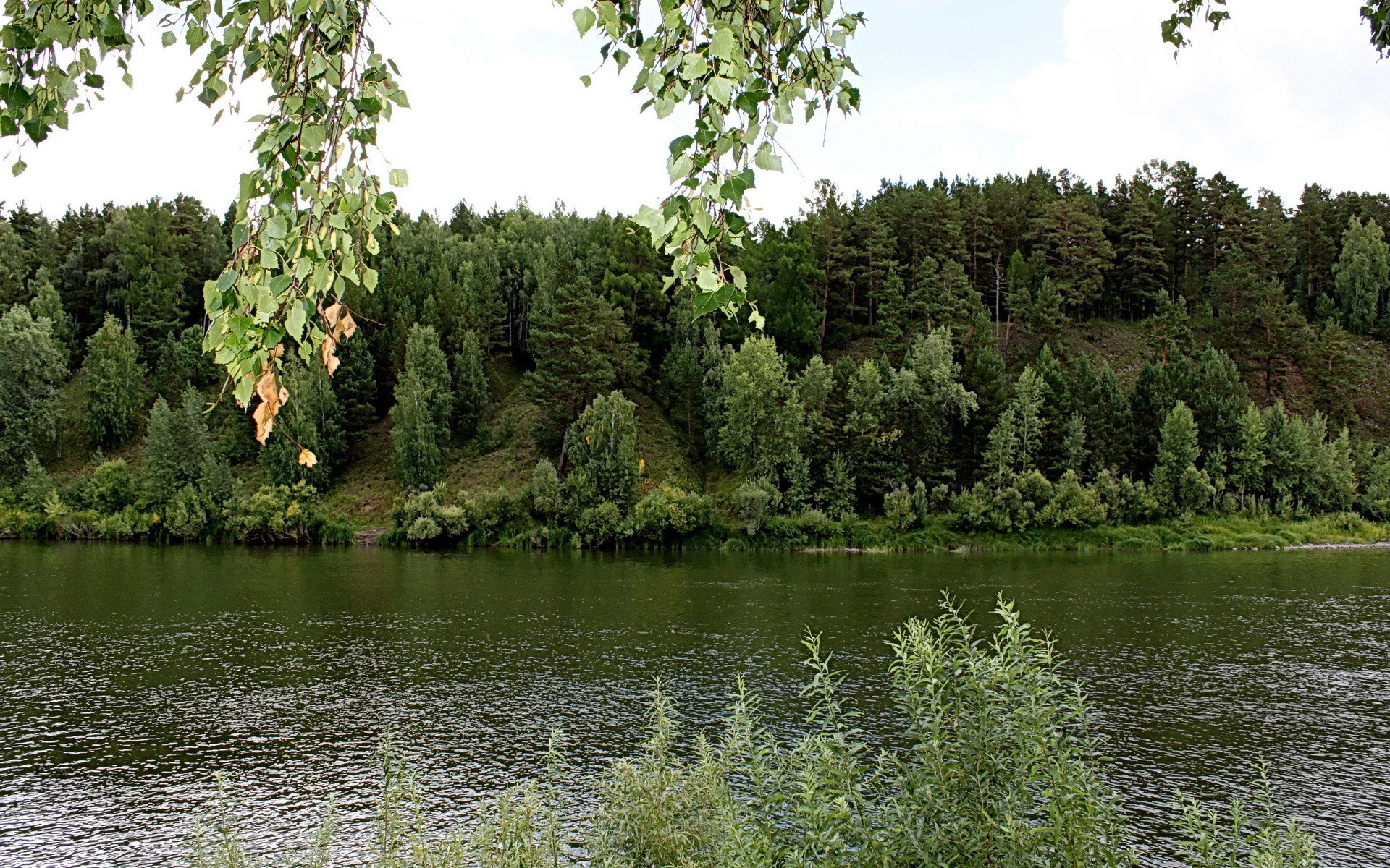 River with forested banks