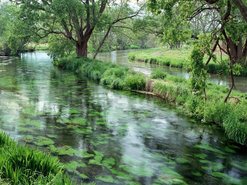 River with green algae and trees