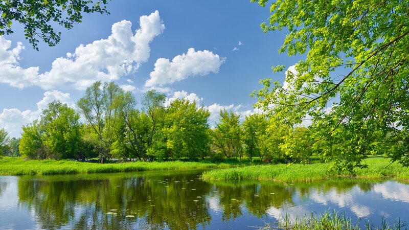 River with Green Trees — Serene, Afternoon