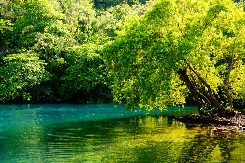 River with Green Trees — Serene