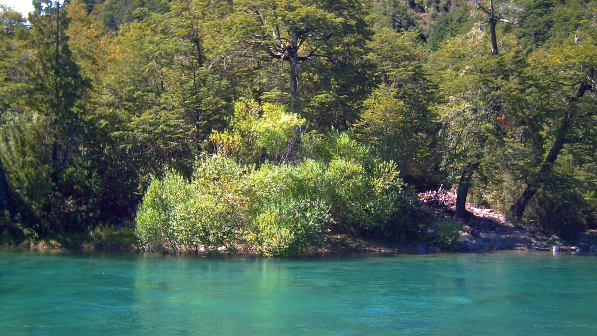 river with green water and forest