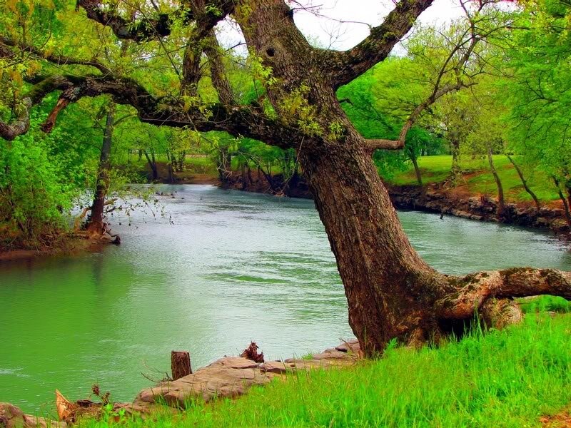 River with Leaning Tree