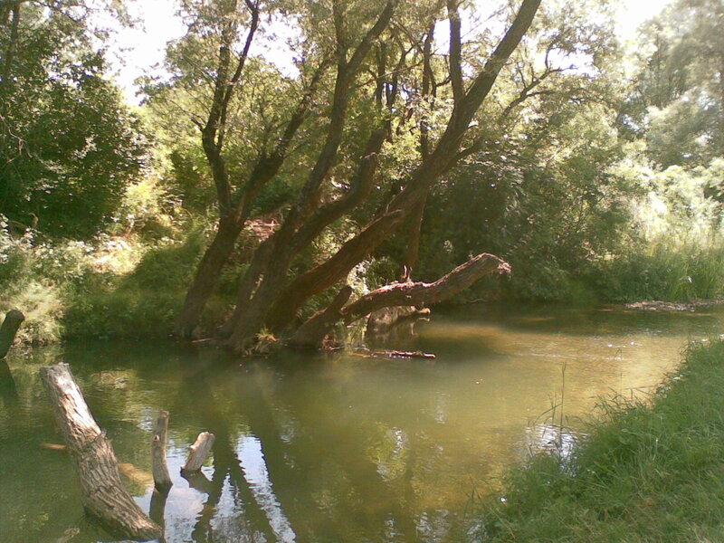 River with Leaning Trees