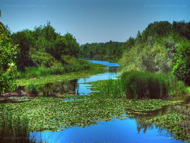 River with lily pads and trees