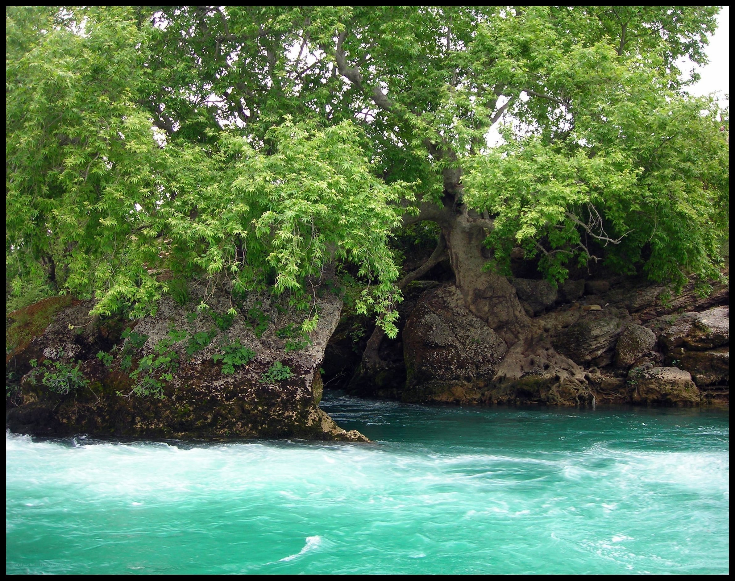 River with lush green trees