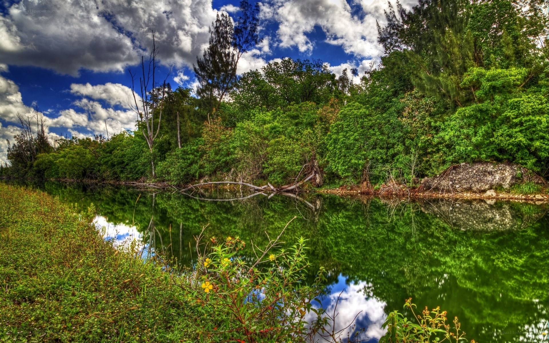 River with lush greenery