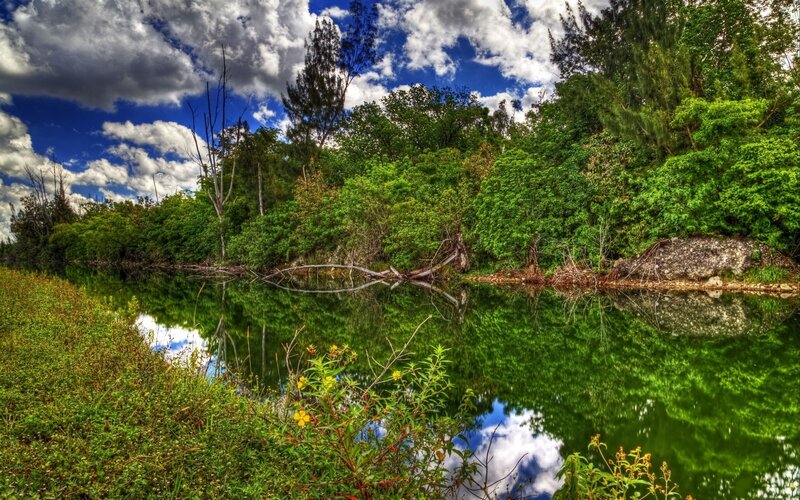 River with Lush Greenery — Green