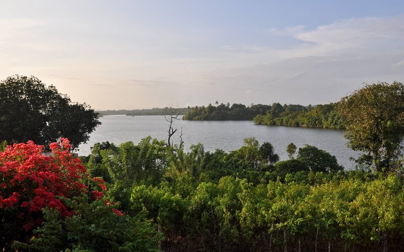 River with Lush Vegetation