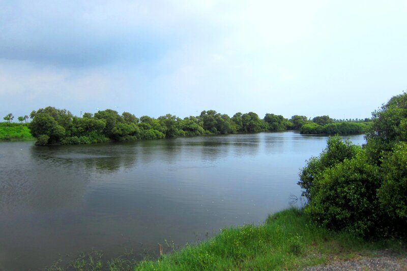 River with Mangrove Trees