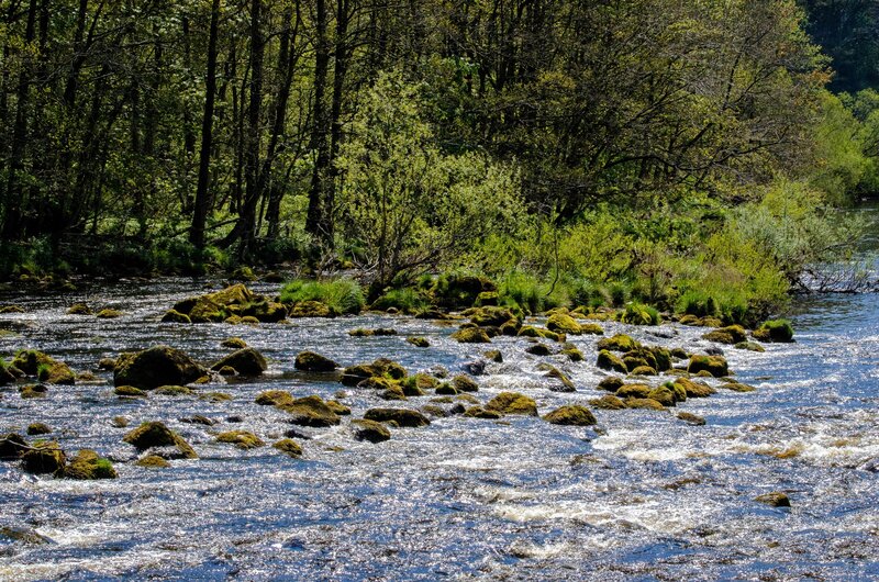 River with Mossy Rocks