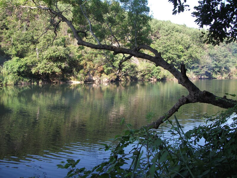 River with Overhanging Branch