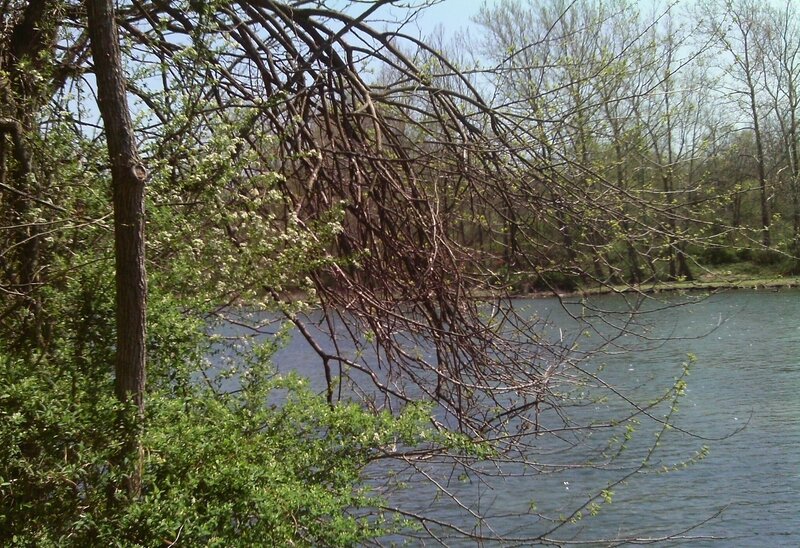 River with Overhanging Branches