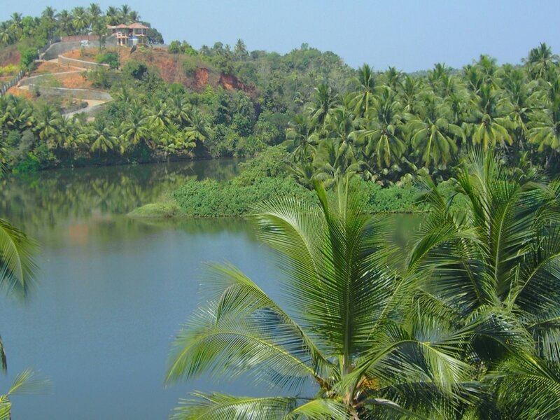 River with Palm Trees
